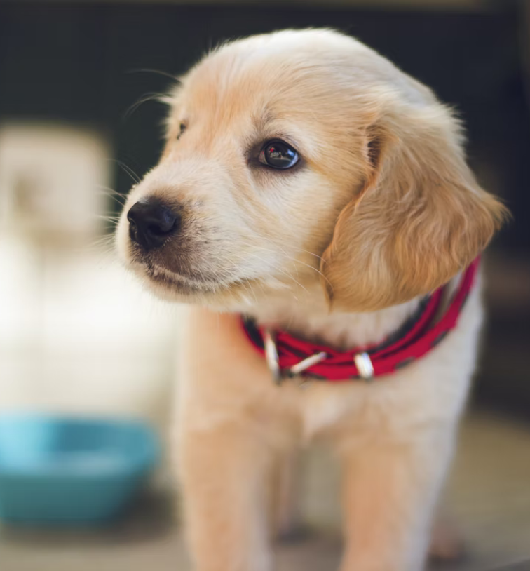 pet_2